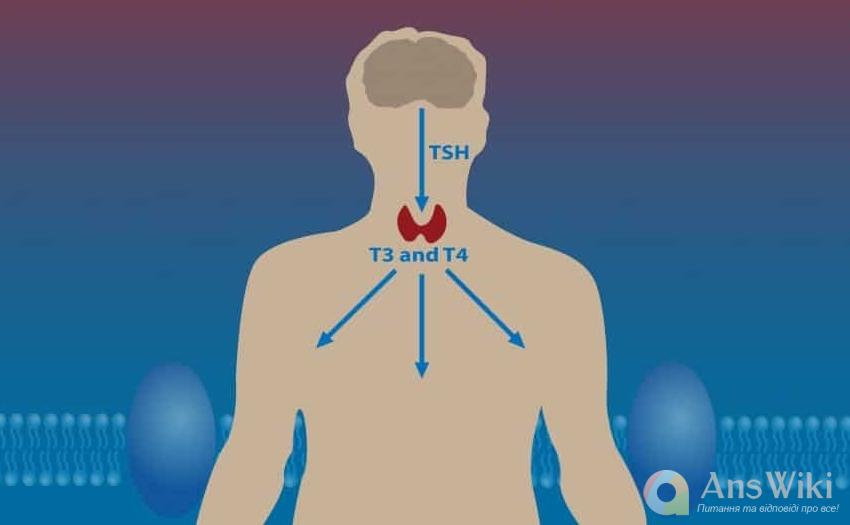 Підвищений ТТГ. Що робити? Причини, можливі хвороби?